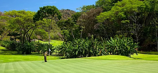 golfer playing on green surrounded by dense tropical vegetation and trees