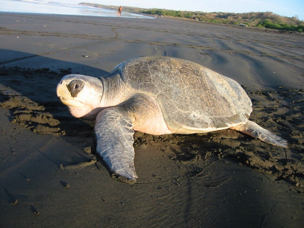 Olive ridley sea turtle resting on dark sandy beach.