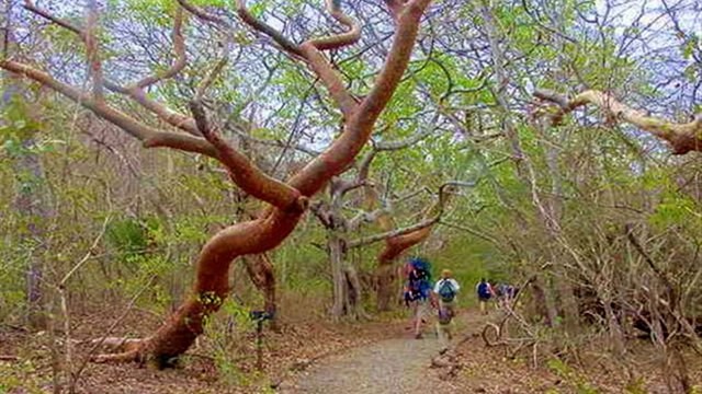 Hikers walking along forest trail with twisted tropical trees overhead.