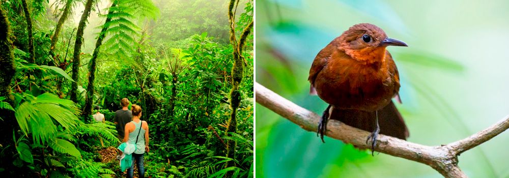 Tourists exploring dense rainforest, paired with close-up of red-brown bird.