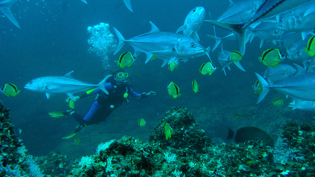 Scuba diver swimming among schools of tropical fish underwater.