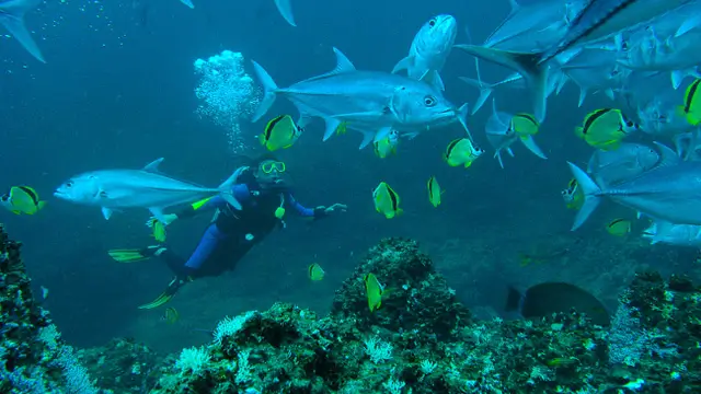 scuba diver swimming among colorful tropical fish and corals underwater