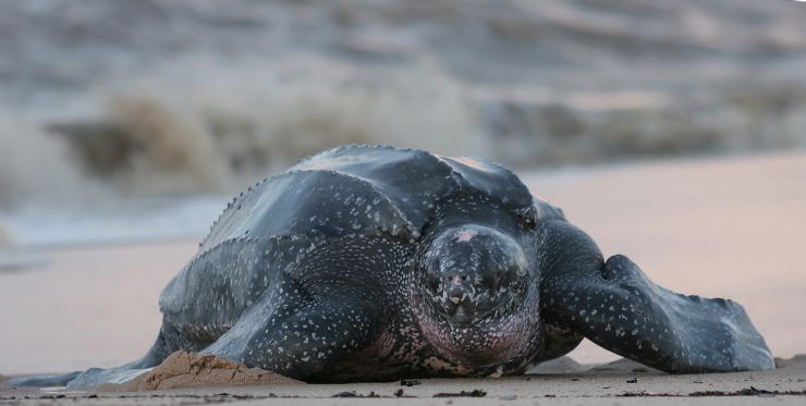 Leatherback sea turtle crawling onto sandy shore.