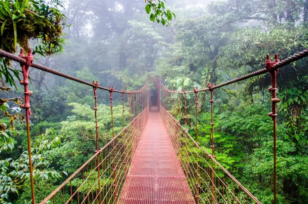 suspension bridge surrounded by misty lush green rainforest canopy