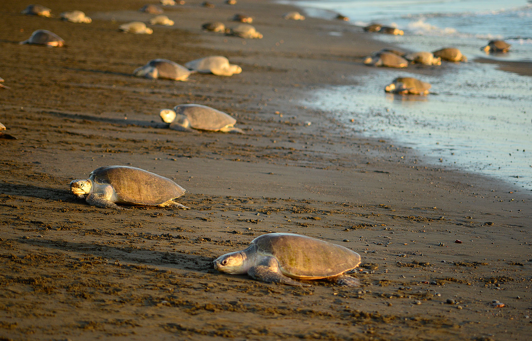 sea.turtle.nesting